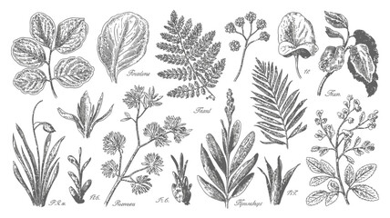 Vintage botanical illustration showcasing a variety of detailed leafy plant specimens © MdSafi