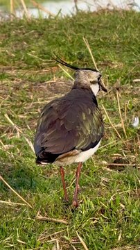 Kiebitz (Vanellus vanellus) Jagdverhalten, Kiebitz beobachtet Beute, schl&auml;gt zu und frisst in einer Feuchtwiese im Naturpark D&uuml;mmer