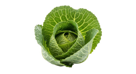 Fototapeta premium Fresh green broccoli bunch with tight florets and sturdy stem isolated on white background