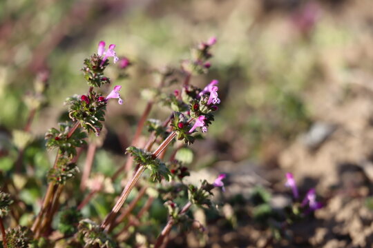 Henbit deadnettle