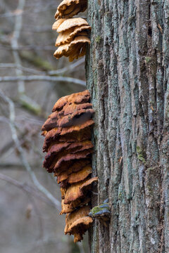 Shelf fungi growing on tree trunk in nature
