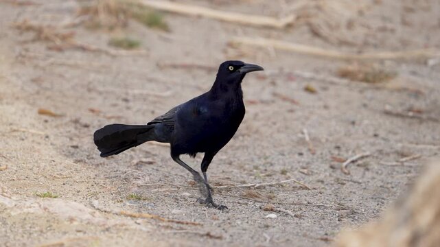Grackle walking through the sand in slow motion as it wanders.