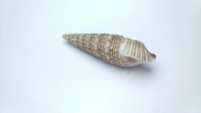 Macro video of seashell rotating on a clean white background. Captured in soft lighting with smooth motion, highlighting natural texture, shape, and details of marine shell.