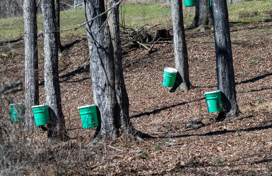 Bright green buckets attached to deciduous trees in a wooded area, set up for collecting maple sap.