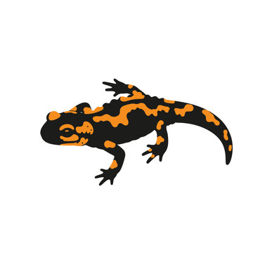 Illustration of a fire salamander with distinct black and orange markings