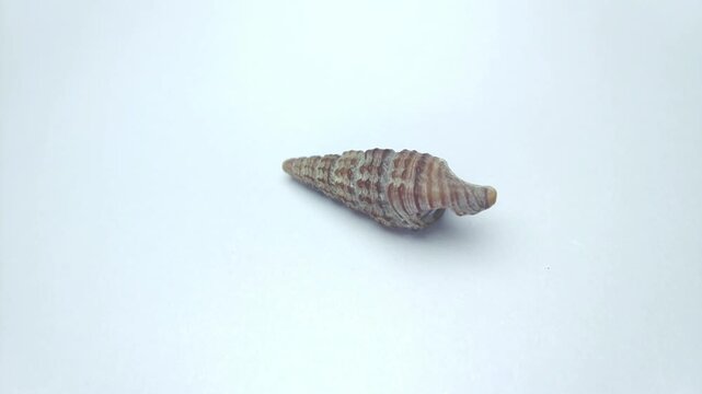 Macro video of seashell rotating on a clean white background. Captured in soft lighting with smooth motion, highlighting natural texture, shape, and details of marine shell.
