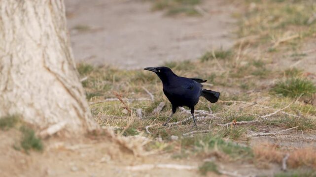 Grackle searching through the grass for food in slow motion in late winter.