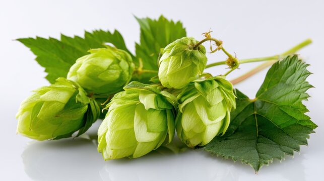Fresh green hops with vibrant leaves on a clean white background, showcasing detailed hop cone flowers. 