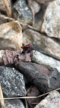 Macro video of two Firebugs (Pyrrhocoris apterus) mating on stones in spring