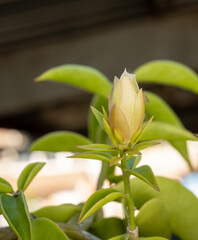 Obraz premium Ora-pro-nobis flower (Pereskia aculeata), beautiful ora-pro-nobis flower (Pereskia aculeata) still in bud before opening, selective focus.