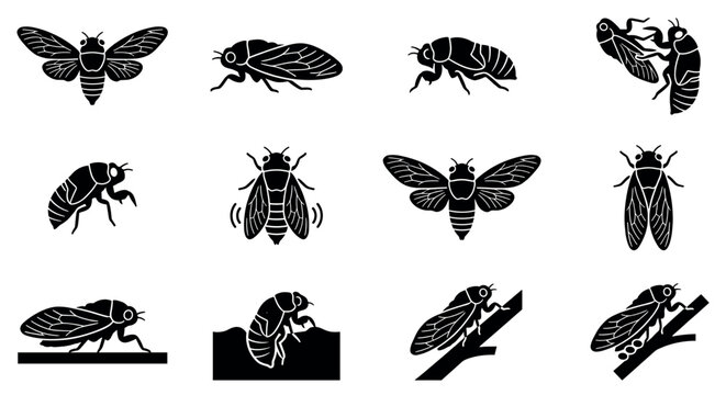 Cicadas insect bug silhouette vector icons set showing various stages and poses of the noisy summer creature.