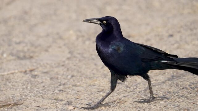 Close up of a grackle walking in slow motion as colors shine in its feathers while it searches for food.
