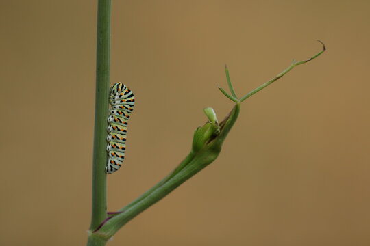 un bruco di farfalla macaone su un fiore al tramonto in estate