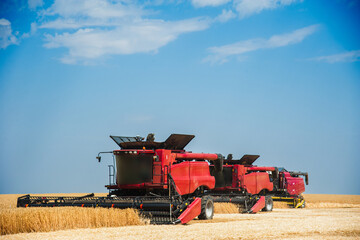 Fototapeta premium Combine harvester harvests ripe wheat