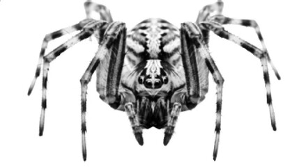 Creepy Spider Halftone Illustration – Scary Arachnid Halloween Concept Isolated on White © Bilal Raza