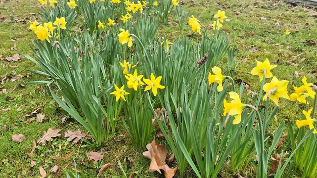 Nice yellow Narcissus jonquilla at spring.