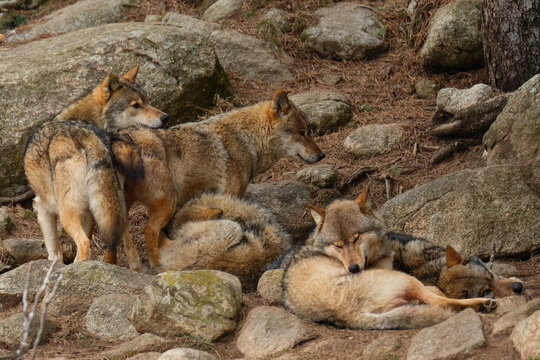 Several gray wolves resting together among rocks in natural habitat.