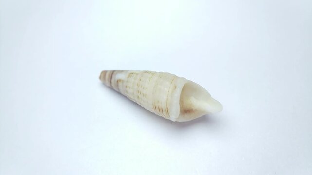 Macro video of seashell rotating on a clean white background. Captured in soft lighting with smooth motion, highlighting natural texture, shape, and details of marine shell.