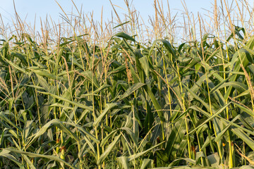 Fototapeta premium Tall Corn Plants Grow in a Field Under the Bright Sky During Summer