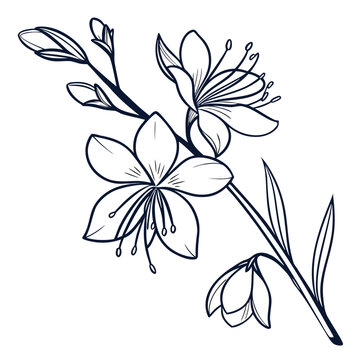 gaura with leaves