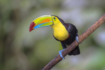 Naklejka premium Keel Billed Toucan or Rainbow Billed Toucan in Rainforest