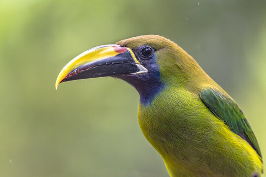 Emerald toucanet perched on branch