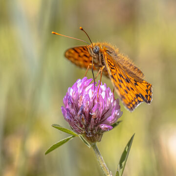 Niobe Fritillary Butterfly on Flower