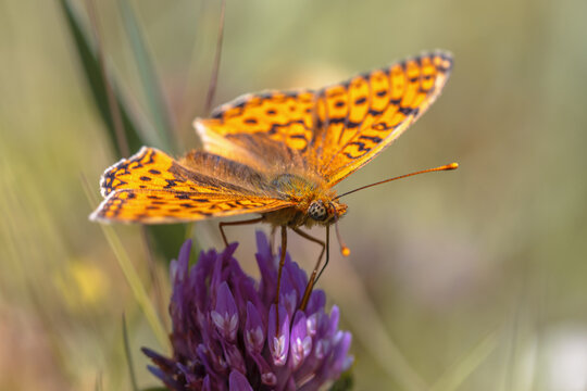 Niobe Fritillary Butterfly on Flower
