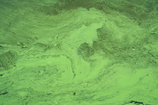 Green algae bloom pattern on water surface with dark organic matter swirls and textures.