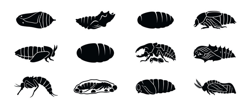 Collection of various insect pupae and larvae silhouettes illustrating different stages of insect development.