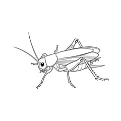 Cricket insect vector illustration, black and white line art of a grasshopper, detailed bug drawing for coloring book or educational biology diagram © emdad