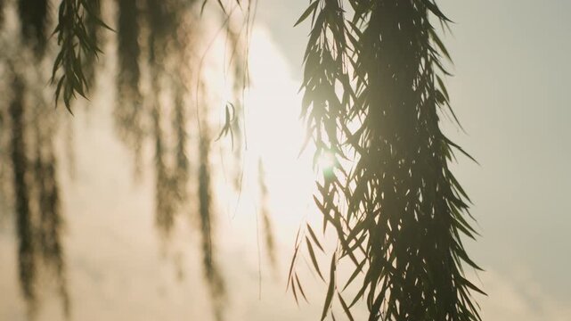 Sunlit willow branches against hazy sky, close backlit silhouette, warm golden glow, drifting leaves, soft bokeh, cinematic tranquil mood ideal for meditation and ambient nature scenes
