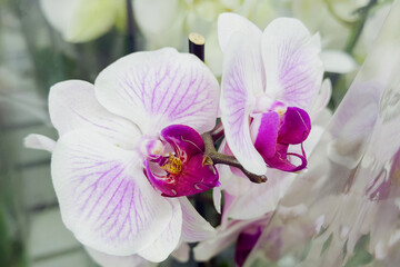 White and purple orchid flowers blooming on a stem close up © reddish