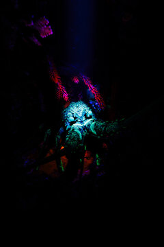 New Zealand crayfish (Jasus edwardsii) under UV light during night dive 