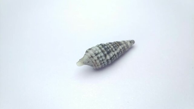 Macro video of seashell rotating on a clean white background. Captured in soft lighting with smooth motion, highlighting natural texture, shape, and details of marine shell.