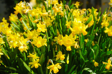 Obraz premium Field of yellow daffodils blooming in sunlight