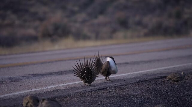 Greater Sage Grouse lek with strutting males in slow motion at dawn on the side of the road in Utah.