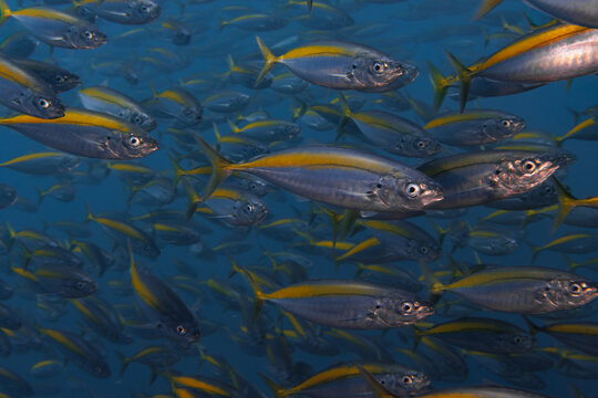 School of Koheru (Decapterus koheru) Swimming in Blue Water at Poor Knights Islands New Zealand