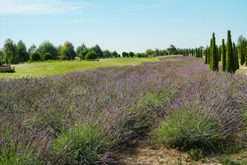 Vast lavender field in bloom with tall cypress trees and green lawn, sunny day © reddish