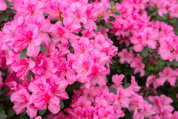 Obraz premium Blooming pink azalias flowers, azalia flowers in a greenhouse