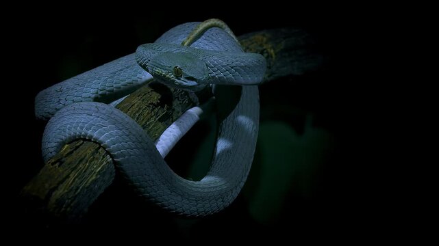 Blue color variant of Trimeresurus insularis , Indonesian or Lesser Sunda Islands pit viper, Sunda white-lipped or Red-tailed pit viper, also popularly Blue pit viper, venomous snake from Indonesia.