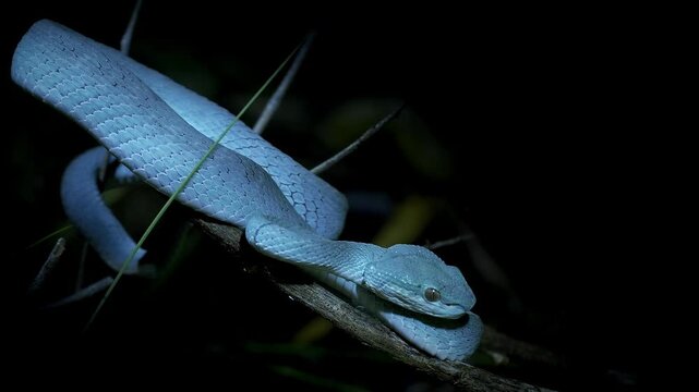 Blue color variant of Trimeresurus insularis , Indonesian or Lesser Sunda Islands pit viper, Sunda white-lipped or Red-tailed pit viper, also popularly Blue pit viper, venomous snake from Indonesia.