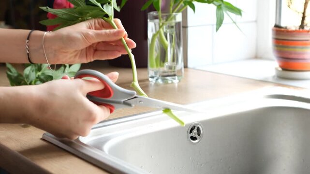 Professional florist carefully cutting the stem of a fresh peony with scissors over a kitchen sink, preparing a beautiful flower arrangement for a bouquet to be placed in a glass vase