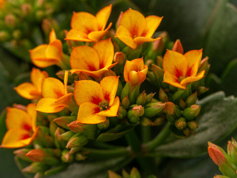Orange kalanchoe flower in close up
