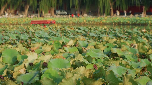 Closeup lotus leaves foreground with bustling park background, red boats along shore and willow canopy, warm sunlight highlighting textures, visitors strolling promenade, lively summer leisure scene