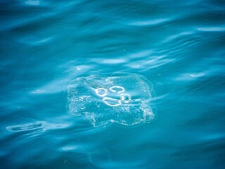 A jellyfish is swimming in the turquoise waters of the Bosphorus © Okan ÖZDEMİR