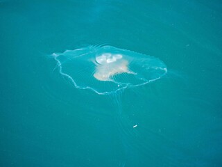A jellyfish is swimming in the turquoise waters of the Bosphorus © Okan ÖZDEMİR