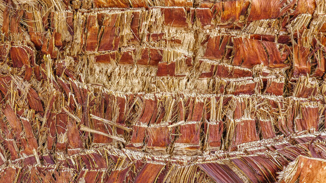 Close-up of rough, fibrous palm tree bark texture captured in a closeup shot