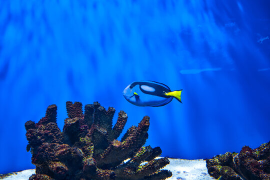Regal Tang fish swimming near coral in blue water
