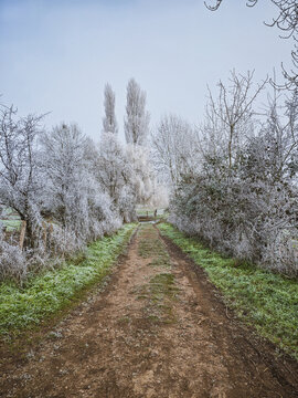 Sentier de campagne bord&eacute; d'arbres couvers de givre en hiver